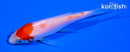 3.75" KOHAKU BUTTERFLY
