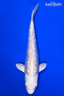 6.5" GINRIN DOITSU HARIWAKE