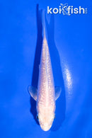 4" GINRIN PLATINUM OGON