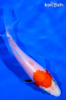 3.75" KOHAKU BUTTERFLY