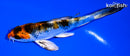 4.5" YAMATO NISHIKI BUTTERFLY
