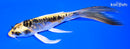 5.75" KIN KIKOKURYU BUTTERFLY