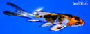 4.5" YAMATO NISHIKI BUTTERFLY