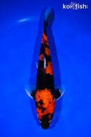 11.5" HI SHOWA