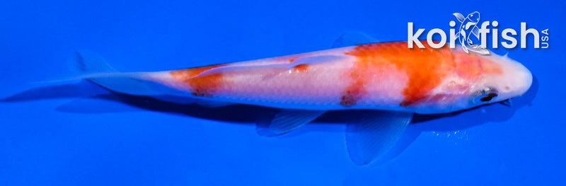 4.5" KOHAKU