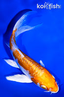 5" ARAGOKE KIKUSUI BUTTERFLY