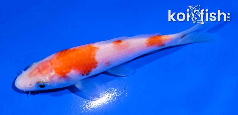 4.5" KOHAKU