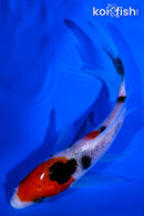 5.5" SANKE BUTTERFLY