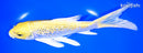 7.5" GINRIN YAMABUKI OGON BUTTERFLY