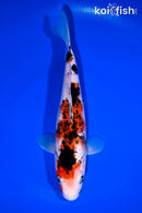 9.5" SANKE