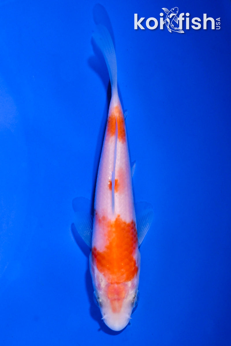 4.5" KOHAKU