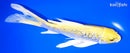 7.5" GINRIN YAMABUKI OGON BUTTERFLY