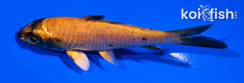 4" KIN HI UTSURI