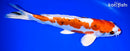 10.75" HEISEI NISHIKI