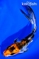 4.5" YAMATO NISHIKI BUTTERFLY