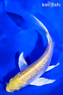 6" LEMON HARIWAKE BUTTERFLY