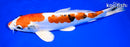 10.75" HEISEI NISHIKI