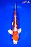 10.75" HEISEI NISHIKI