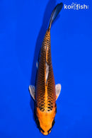 6" KUJAKU