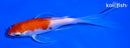 6" KOHAKU BUTTERFLY