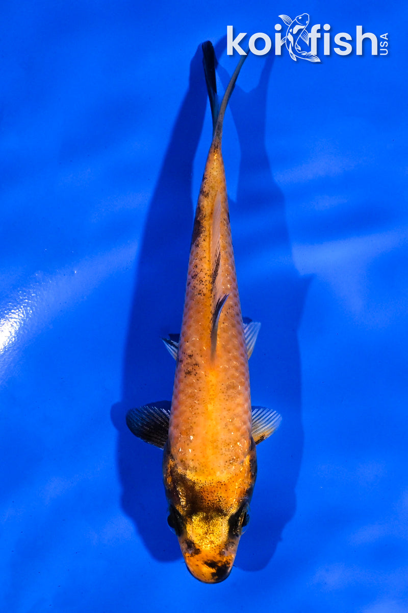 4" KIN HI UTSURI
