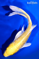 7.5" GINRIN YAMABUKI OGON BUTTERFLY