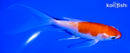 6" KOHAKU BUTTERFLY