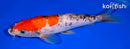 8.5" DOITSU GOSHIKI