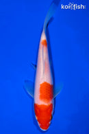 6" HOODED KOHAKU