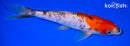 8.5" DOITSU GOSHIKI
