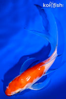 6" KOHAKU BUTTERFLY