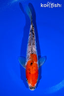 8.5" DOITSU GOSHIKI