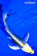4.25" ARAGOKE KIN KIKOKURYU BUTTERFLY