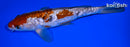 10" DOITSU OCHIBA SHIGURE