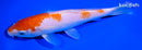7.25" KOHAKU