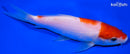 6" HOODED KOHAKU