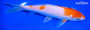 7.25" KOHAKU