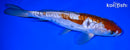 10" DOITSU OCHIBA SHIGURE