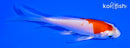 4.25" HARIWAKE BUTTERFLY
