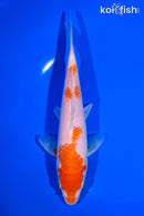 7.25" KOHAKU