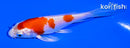 4.25" HARIWAKE BUTTERFLY