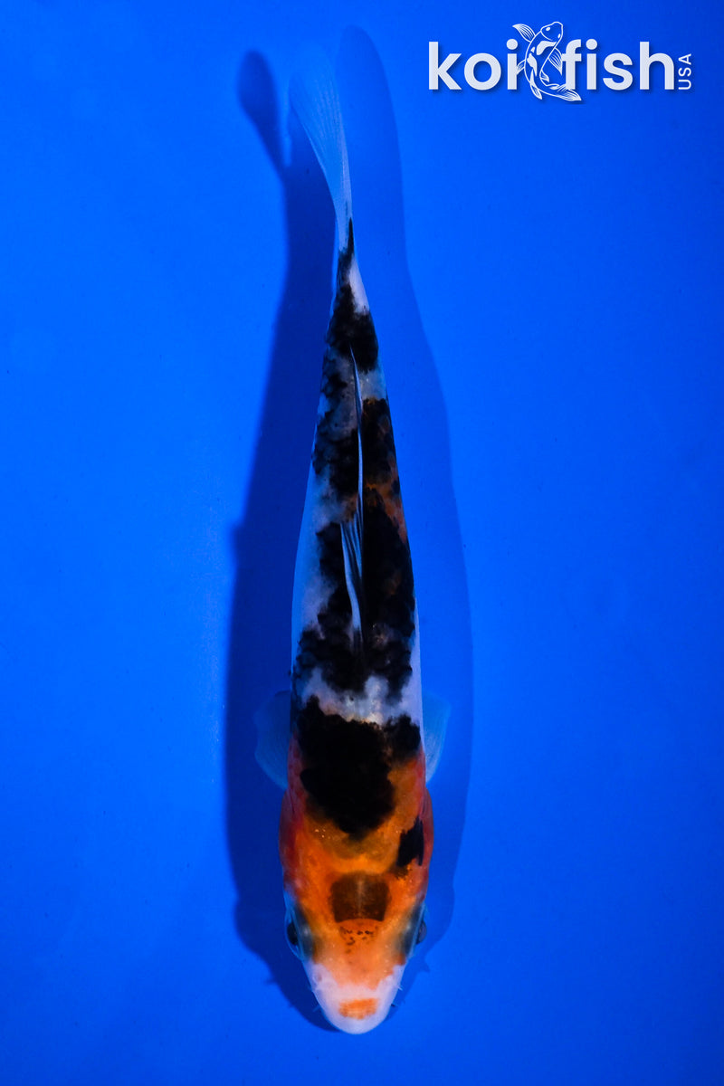 4" SANKE