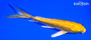 4" GINRIN YAMABUKI OGON BUTTERFLY