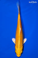 6.5" YAMABUKI OGON