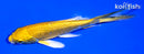 4" GINRIN YAMABUKI OGON BUTTERFLY