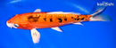 10.5" HEISEI NISHIKI