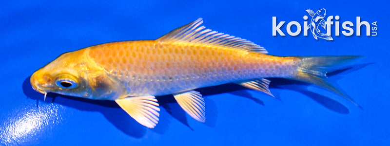 4" YAMABUKI OGON