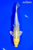 7" KUJAKU