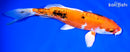 10.5" HEISEI NISHIKI