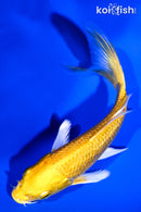 4" GINRIN YAMABUKI OGON BUTTERFLY